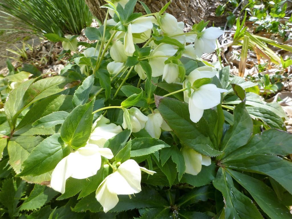 Pension Flora Tateyama  Bagian luar foto