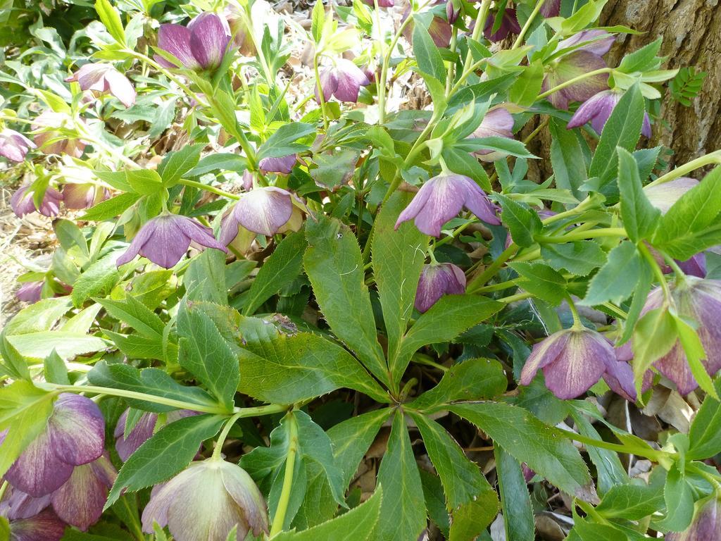 Pension Flora Tateyama  Bagian luar foto