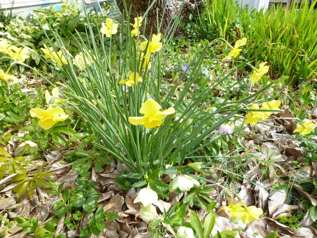 Pension Flora Tateyama  Bagian luar foto